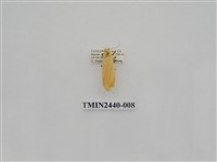 藏品(巨橙苔蛾)的圖片